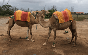 Morrocan_Camels Image