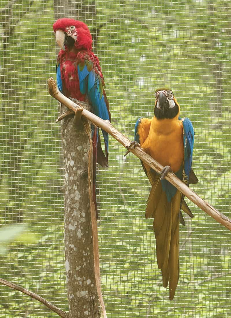 Scarlet Macaw at Project Perry Sanctuary