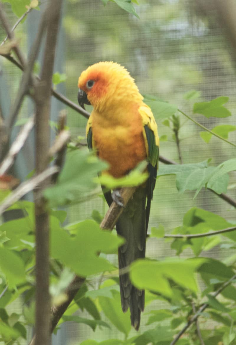 Sun conure at Project Perry Sanctuary