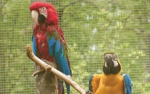 Scarlet Macaw at Project Perry Sanctuary Image