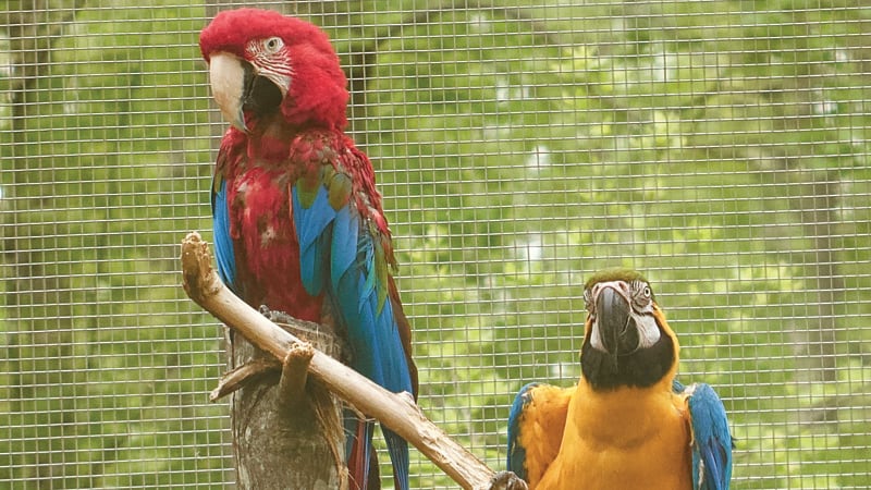 Scarlet Macaw at Project Perry Sanctuary