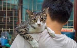 Cat_Fight Image