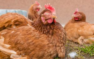 Chicken Coop Randy Fitzgerald Image
