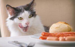 Thanksgiving_Cat Image