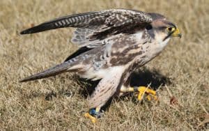 Falconry Image