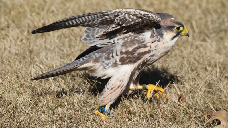 Fastest Bird In The World  : Lightning Speed and Incredible Agility.