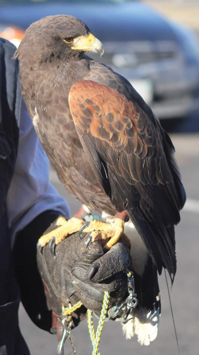 Harris's Hawk