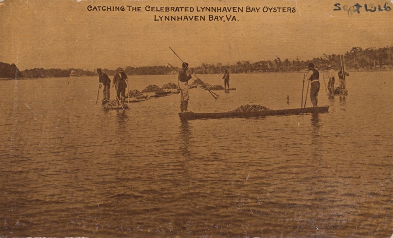 Lynnhaven Bay Oysters