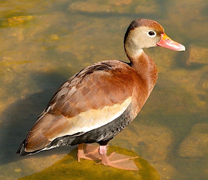 Black-bellied whistling duck