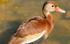 Black-bellied whistling duck Image