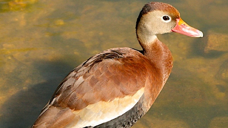 Black-bellied whistling duck
