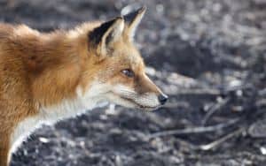 Profile of red fox close up Image