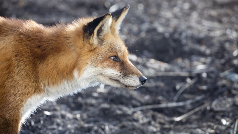 Profile of red fox close up
