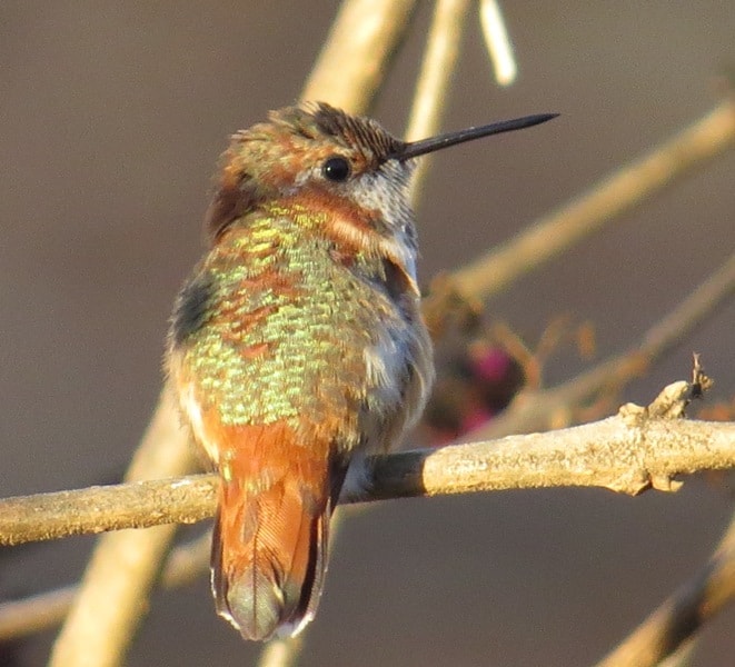 Rufous hummingbird