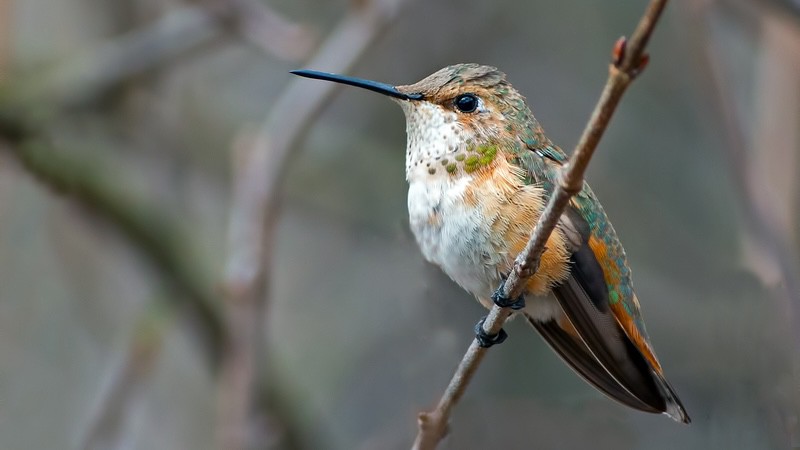rufous hummingbird female. Image by Brian Kushner - avian visitors