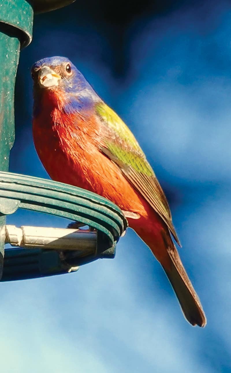 Painted bunting | Photograph by Jerry Uhlman