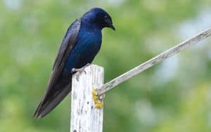 Purple_Martin Image