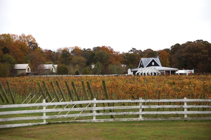 The Dog & Oyster, the vineyard of the Hope & Glory Inn