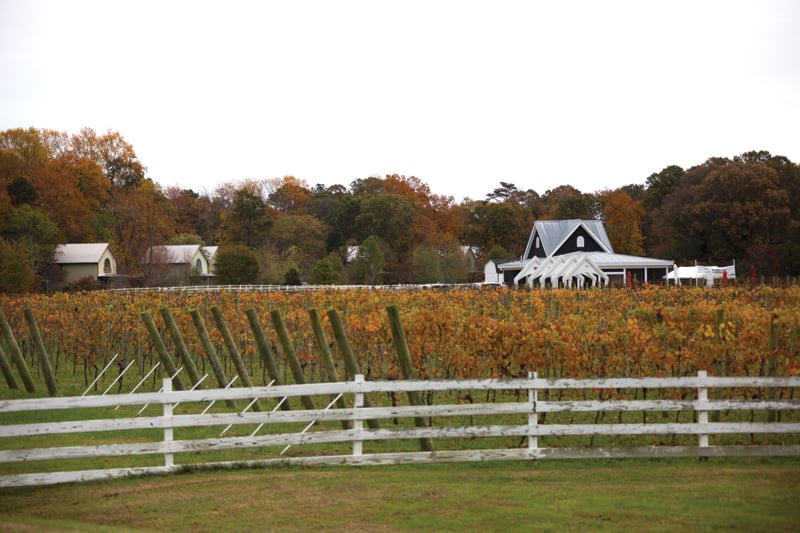 The Dog & Oyster, the vineyard of the Hope & Glory Inn 