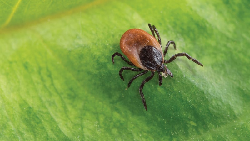 Tick on leaf