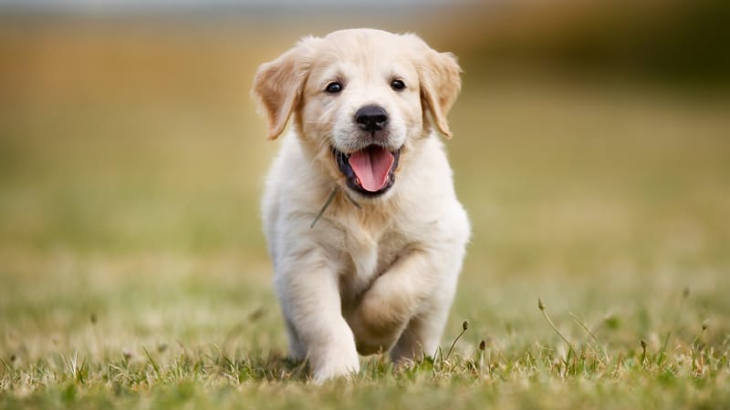 Puppy adoption Image