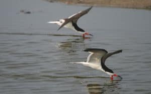 Black_Skimmer_OBX Image