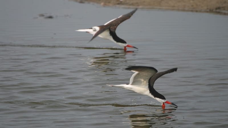 Black_Skimmer_OBX