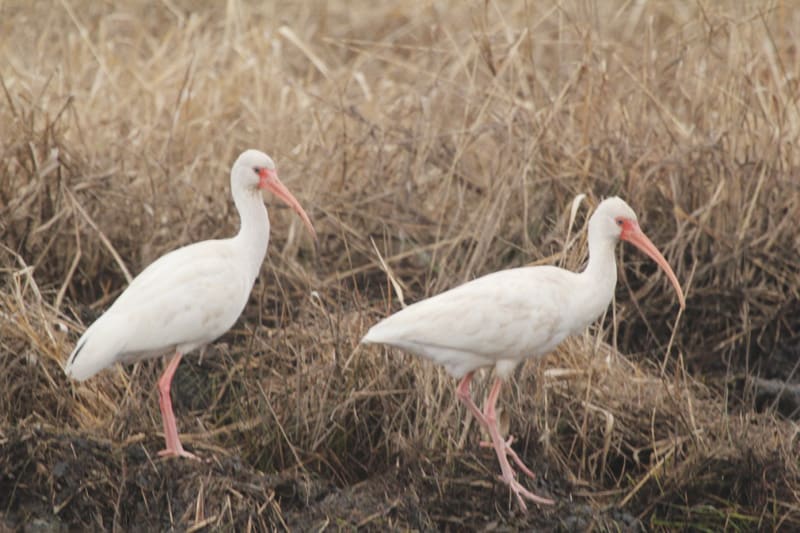 White Ibis