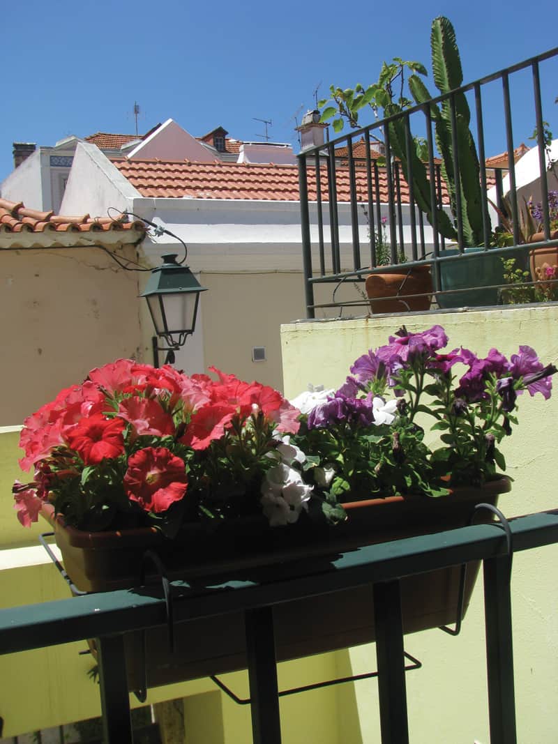 Evans' apartment garden | Photograph by Richard Evans