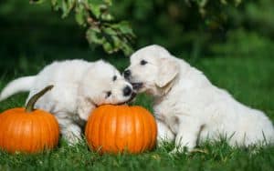 two white fluffy puppies nibbling on pumpkin stem Image
