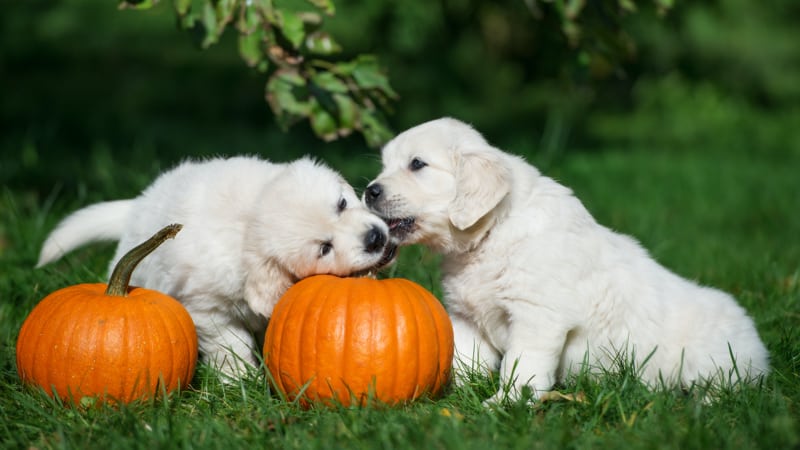two white fluffy puppies nibbling on pumpkin stem