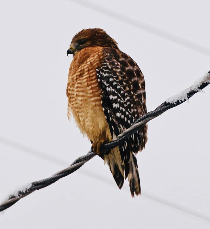 Red shouldered hawk | Photographs by Jerry Uhlman