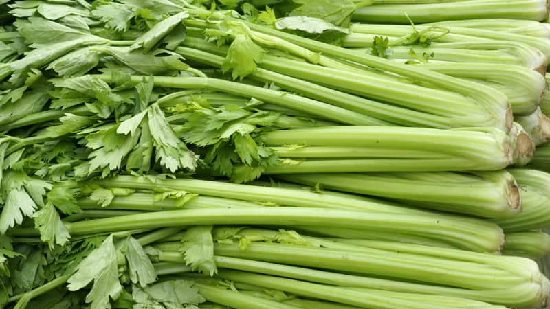 Celery has many dietary and health benefits