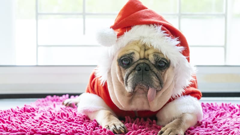 A Pug dressed in Santa clothes