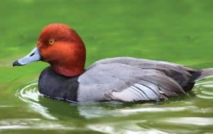 Male redhead duck Image