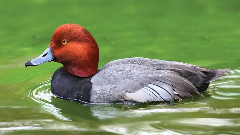 Male redhead duck