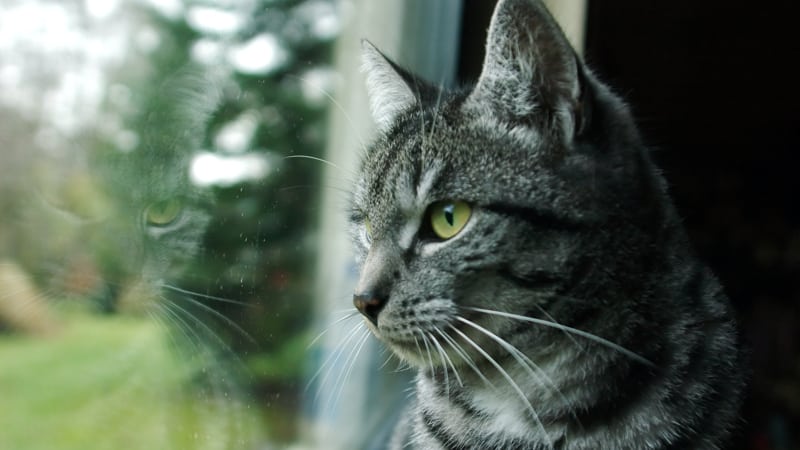 Indoor cat yearns for the outdoors but owner is unsure if it's a good idea Image