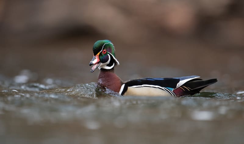 Wood duck, but not a wooden duck