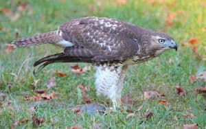 Red shouldered hawk standing on top of prey Image