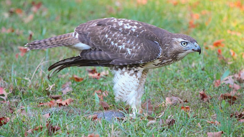 Red shouldered hawk standing on top of prey