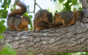Three squirrels in a tree Image