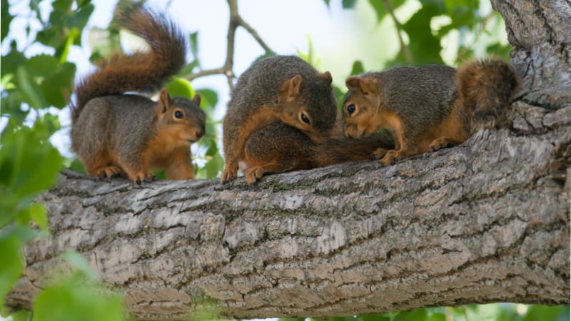 Three squirrels in a tree