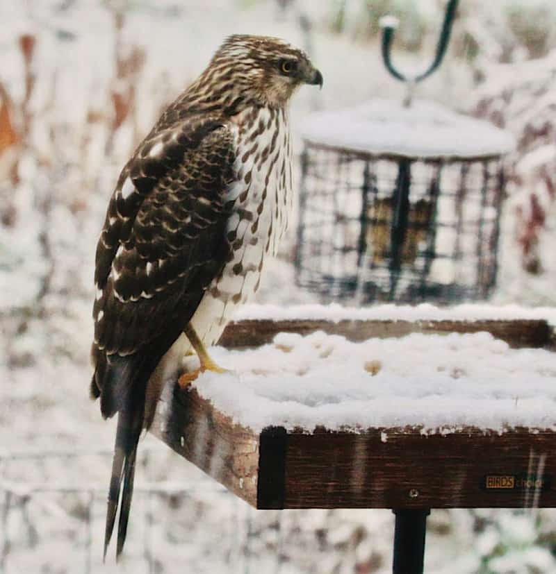 Sharp Shinned Hawk sitting in the snow