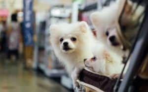 Three little white dogs in a stroller at a pet expo Image