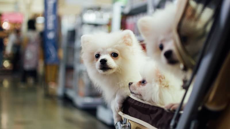 Three little white dogs in a stroller at a pet expo