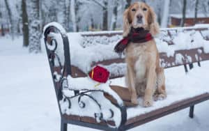 Dog on a snowy bench with a rose on Valentine's Day Image