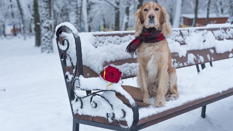Dog on a snowy bench with a rose on Valentine's Day