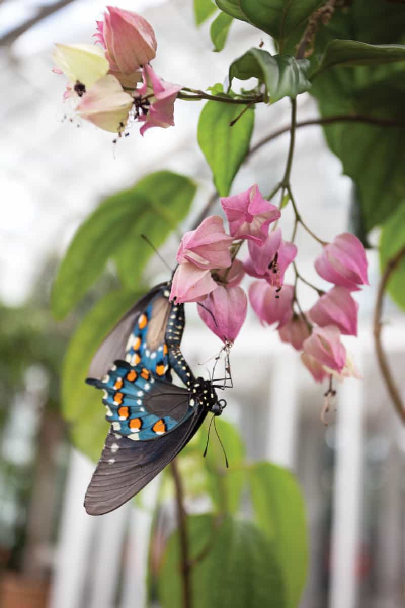 Butterflies LIVE! at Lewis Ginter Botanical Gardens