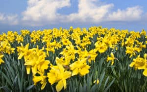 Daffodils that could be featured at the Virginia Daffodil Society Image