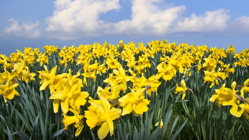 Daffodils that could be featured at the Virginia Daffodil Society